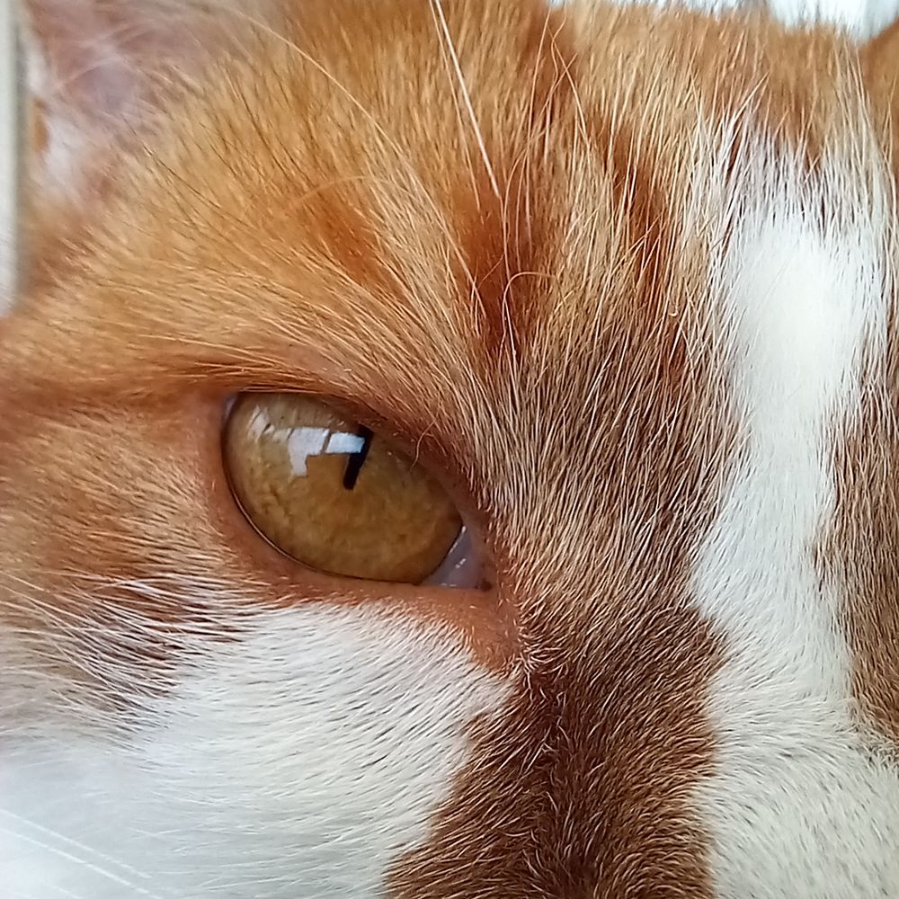 Tommy Blind Cat