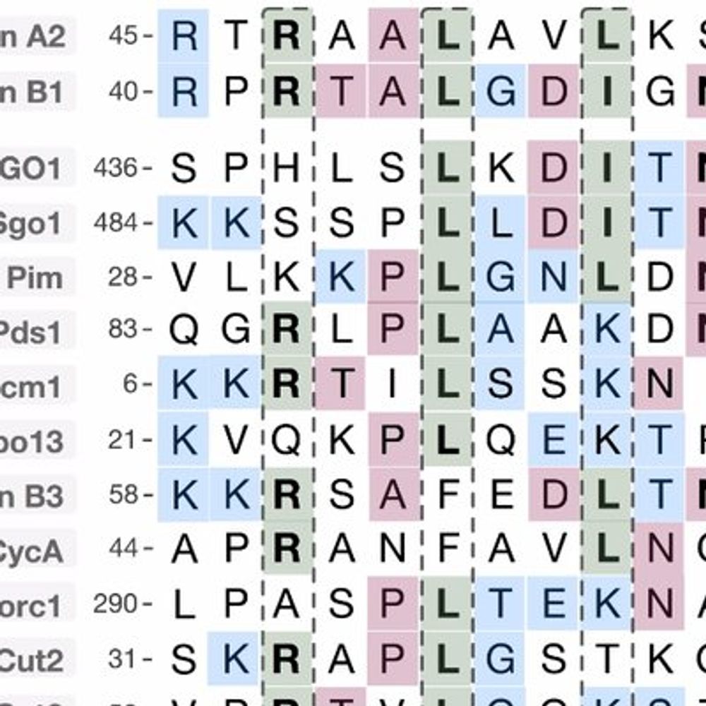 Short Linear Motif team 
