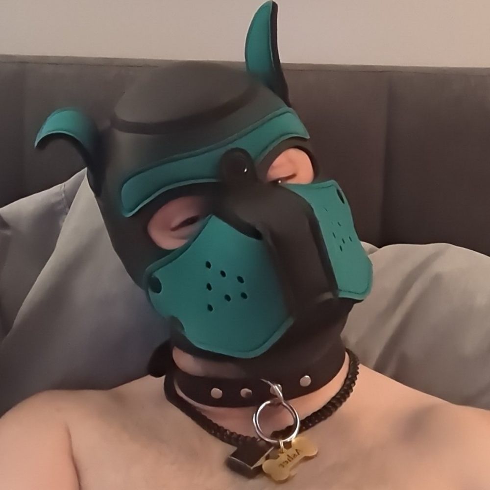 PGH Pup Asher