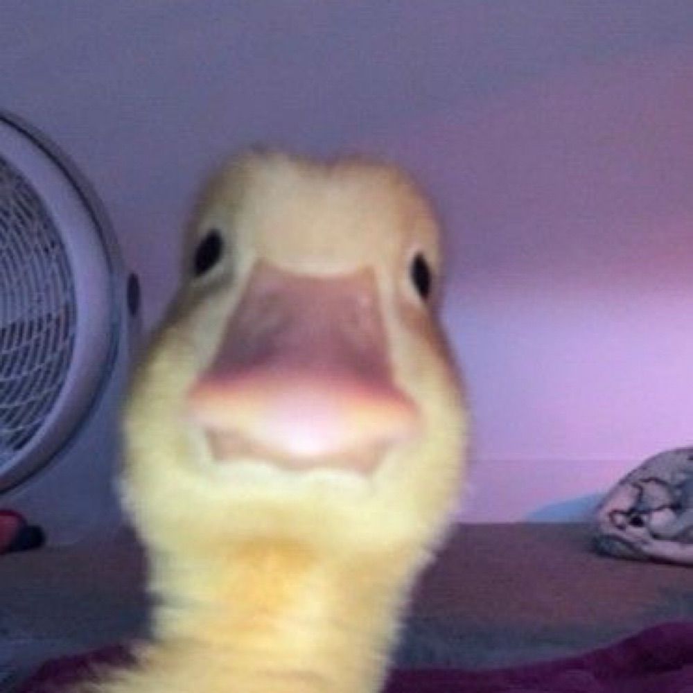 Ducktora