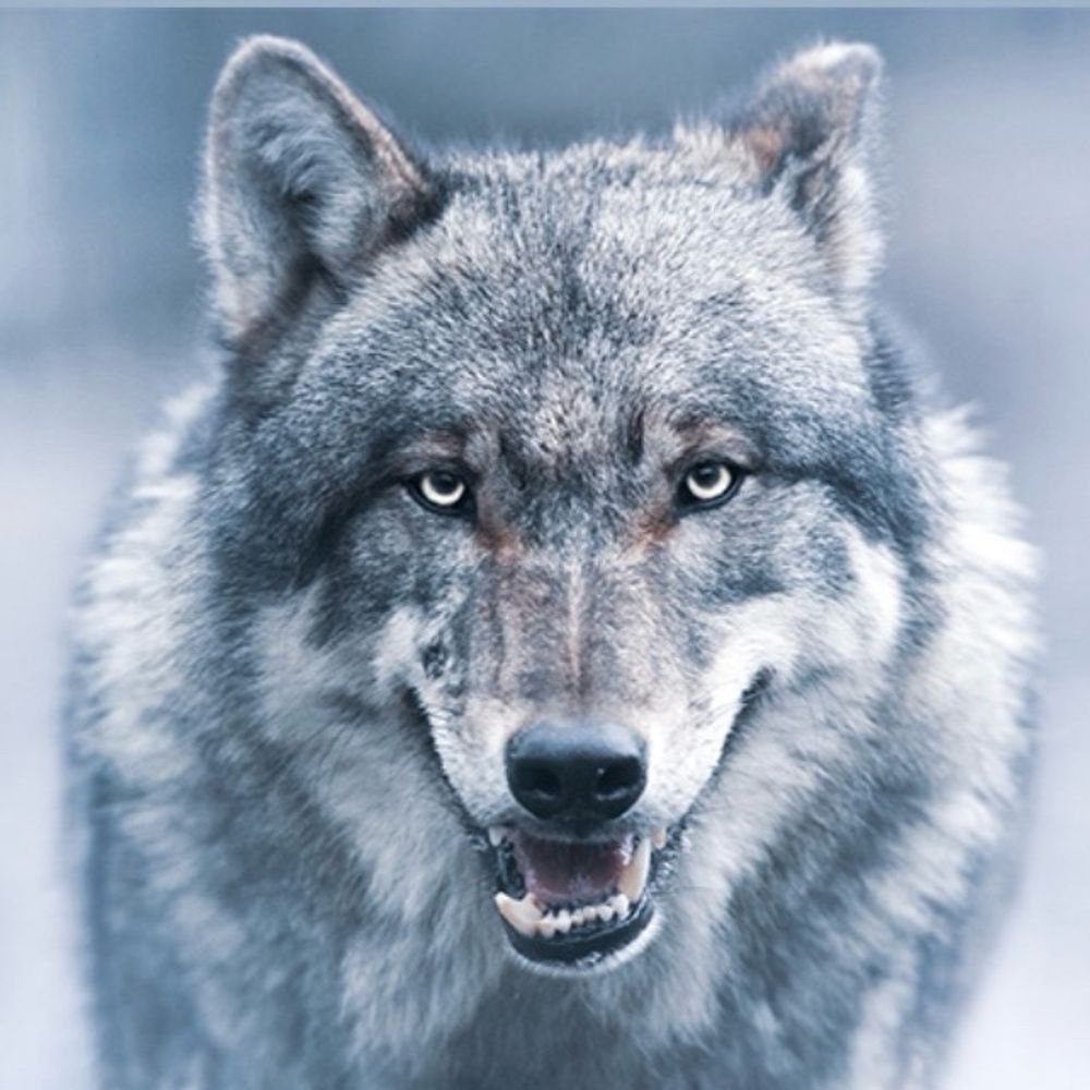 ⭐️しげる⭐️🐺🫶🧬🍀✨