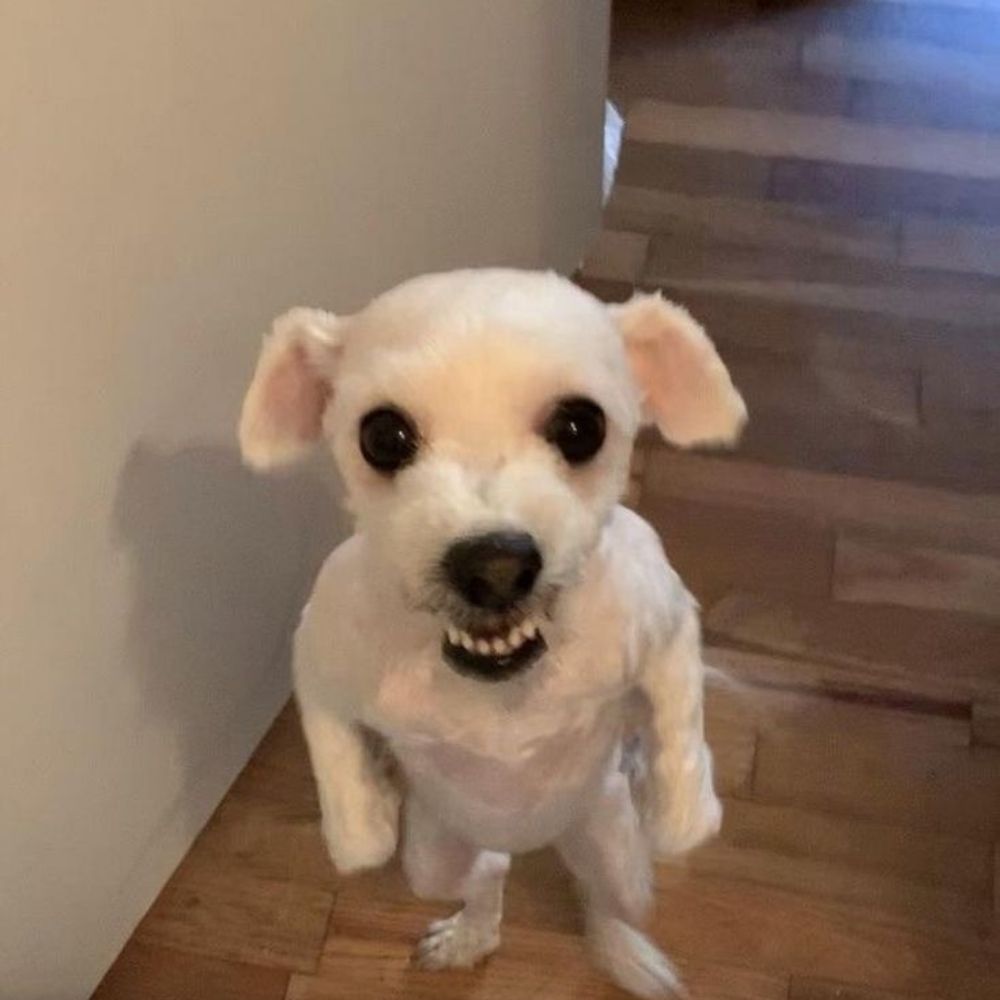 ㅇㅅㄷㅈㄷㅇ?