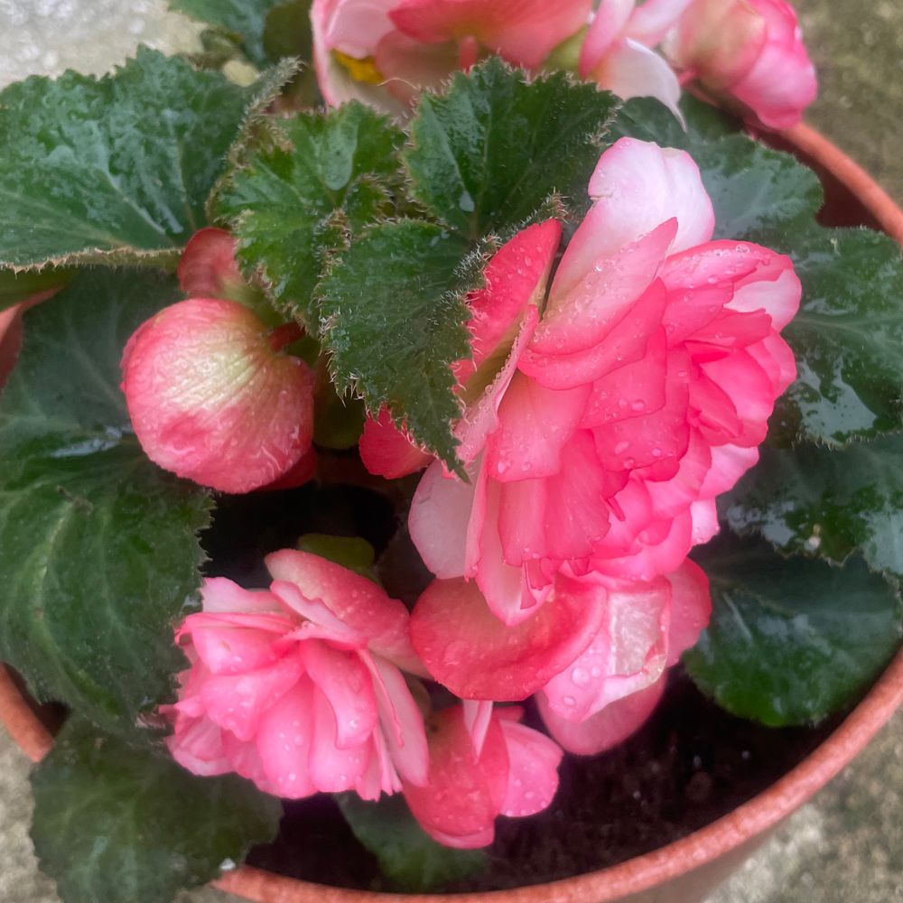 flower 🌸