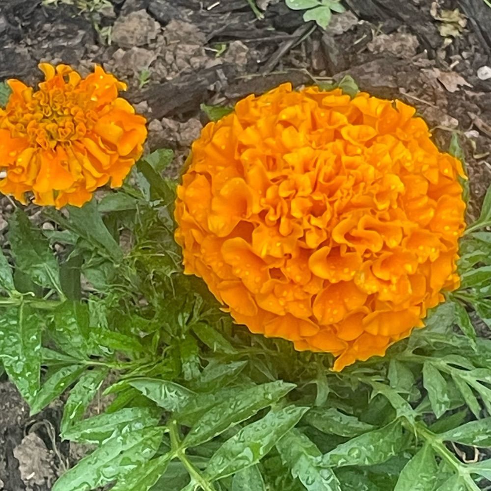 flower 🌼
