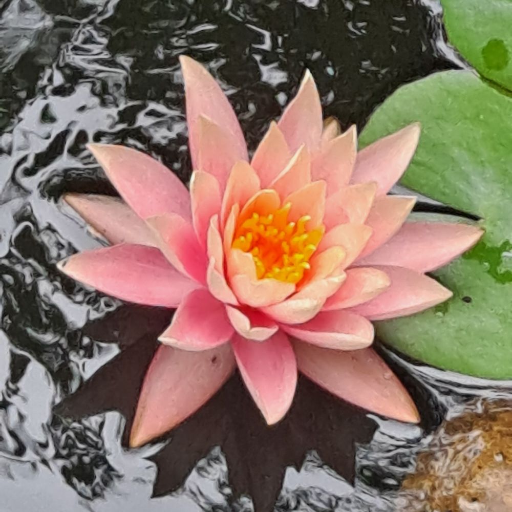 Rodef Shalom Biblical Botanic Garden