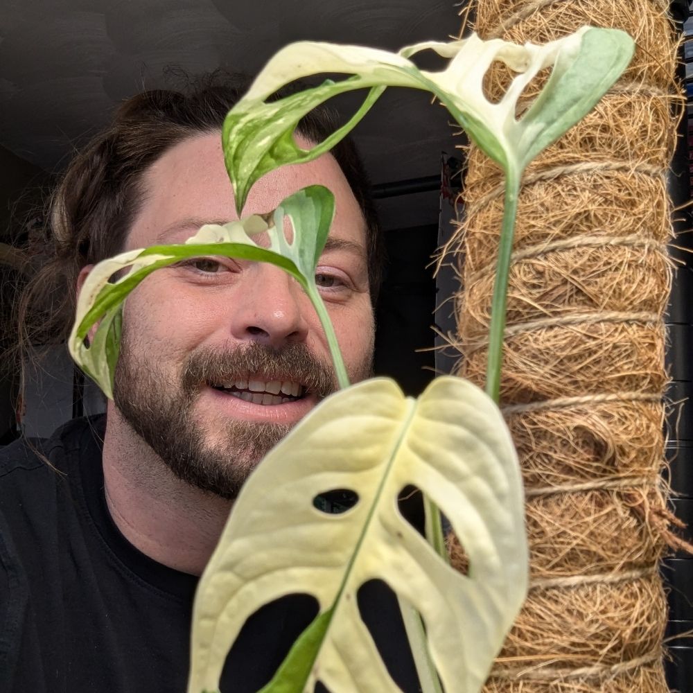 Fairy Plant Daddy
