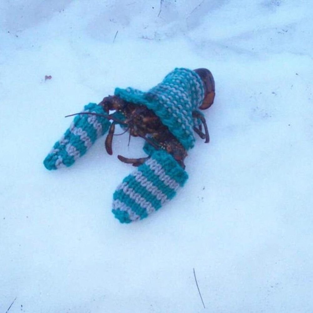 lobter