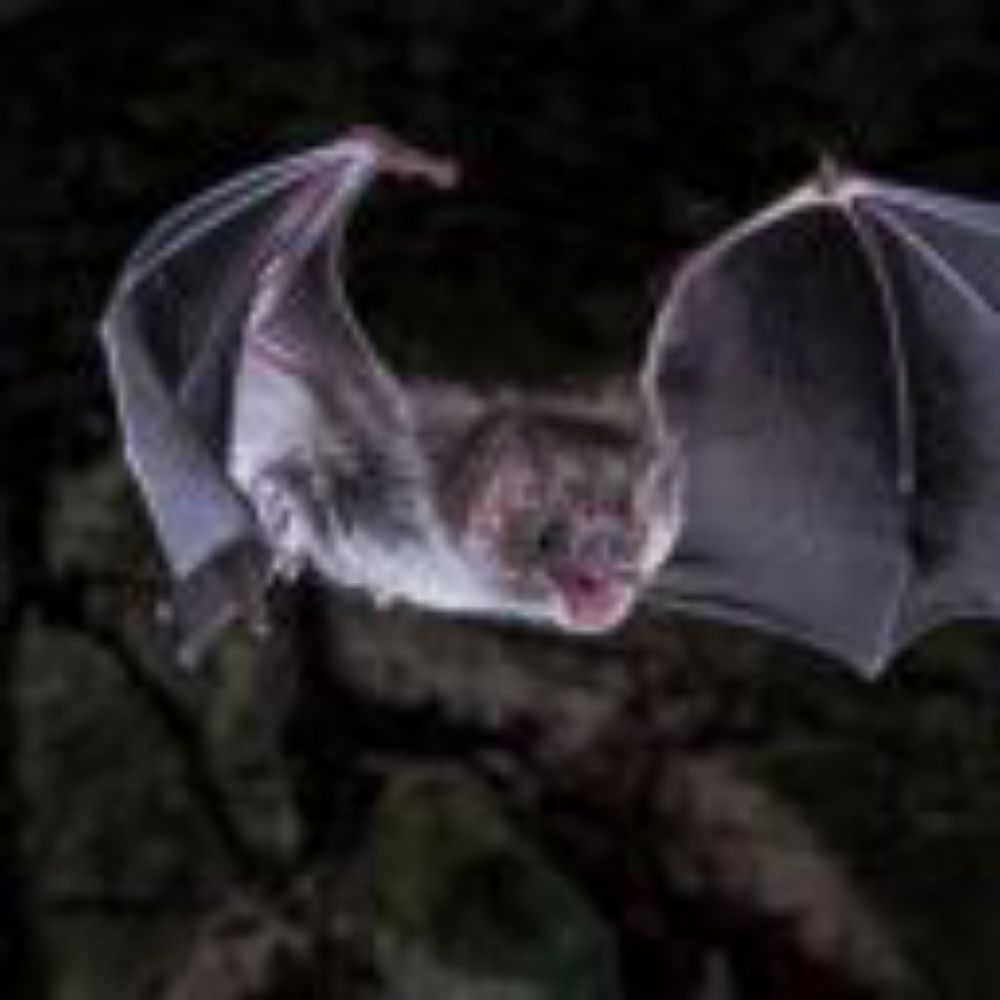 Vamp