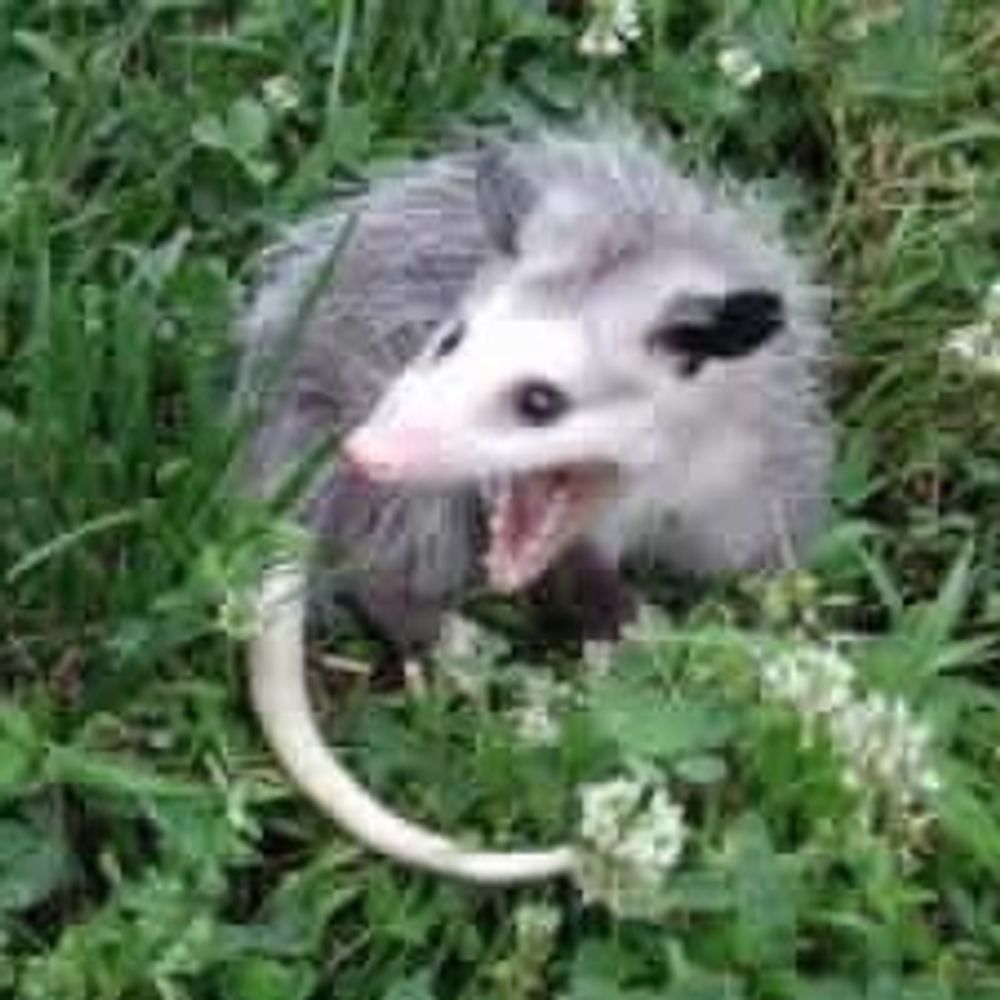 Trash Cat