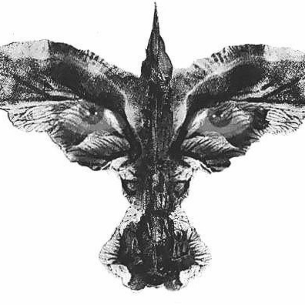 raulkba.bsky.social profile picture