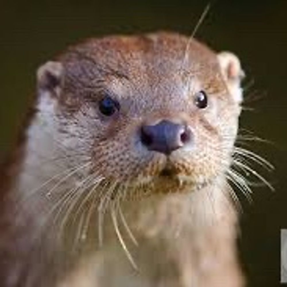 High Desert Otter's avatar