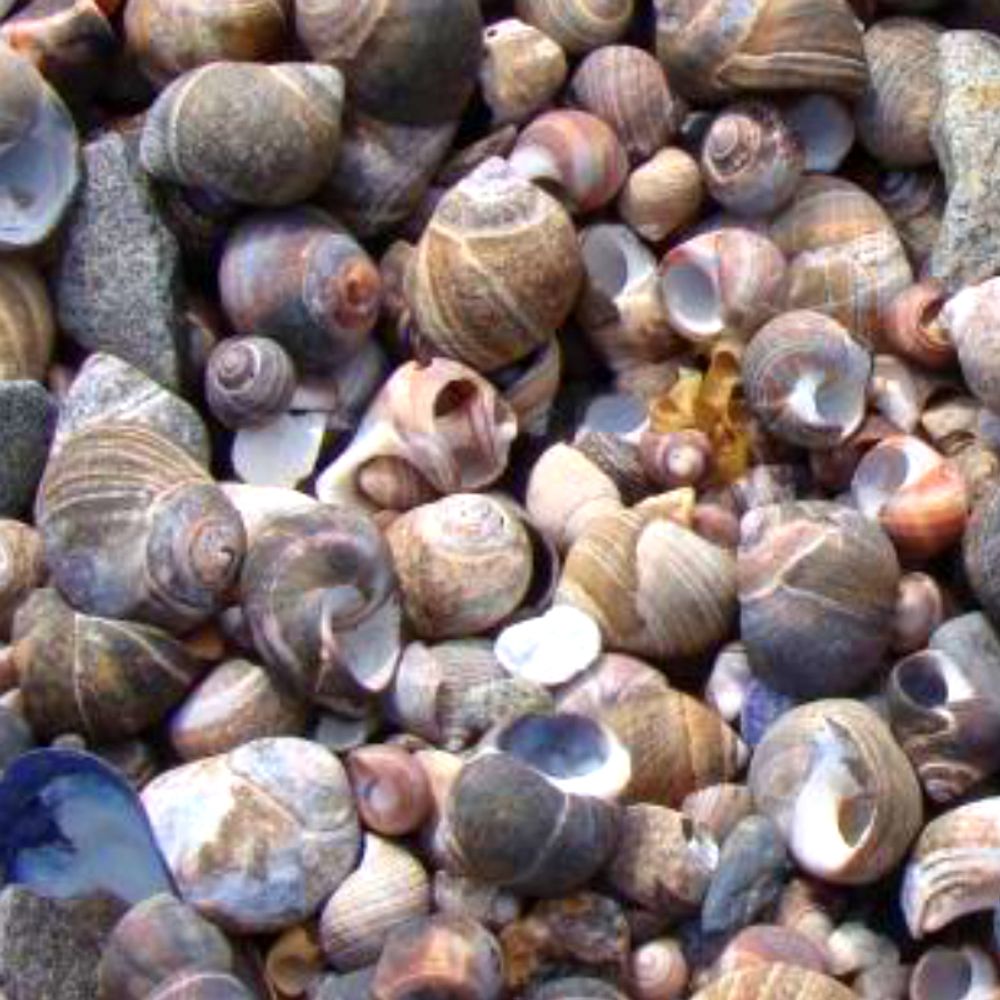 Sea Jay