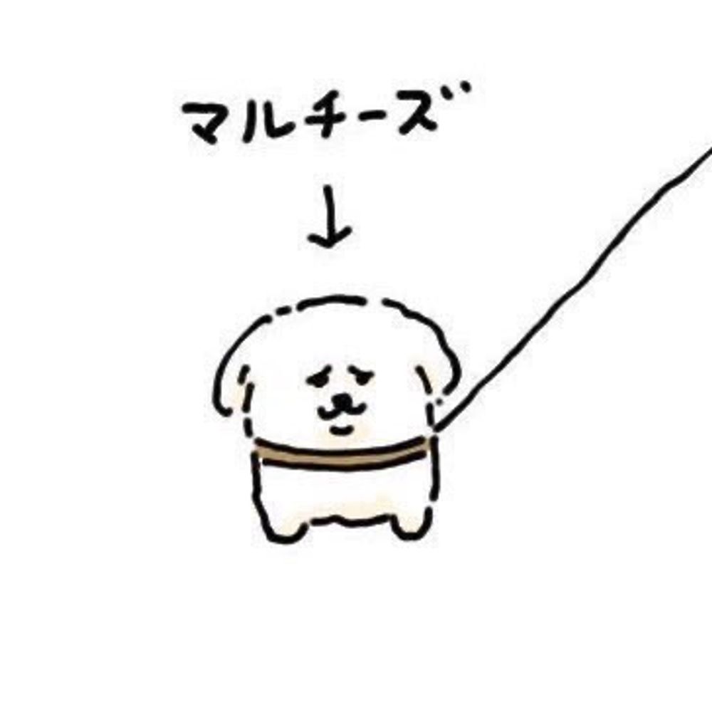 もちもちマルチーズ