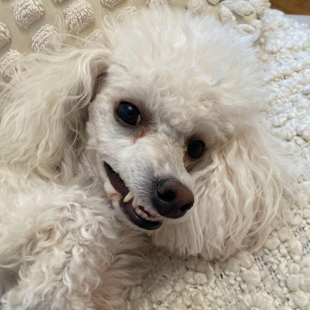 Pearl The Minipoo