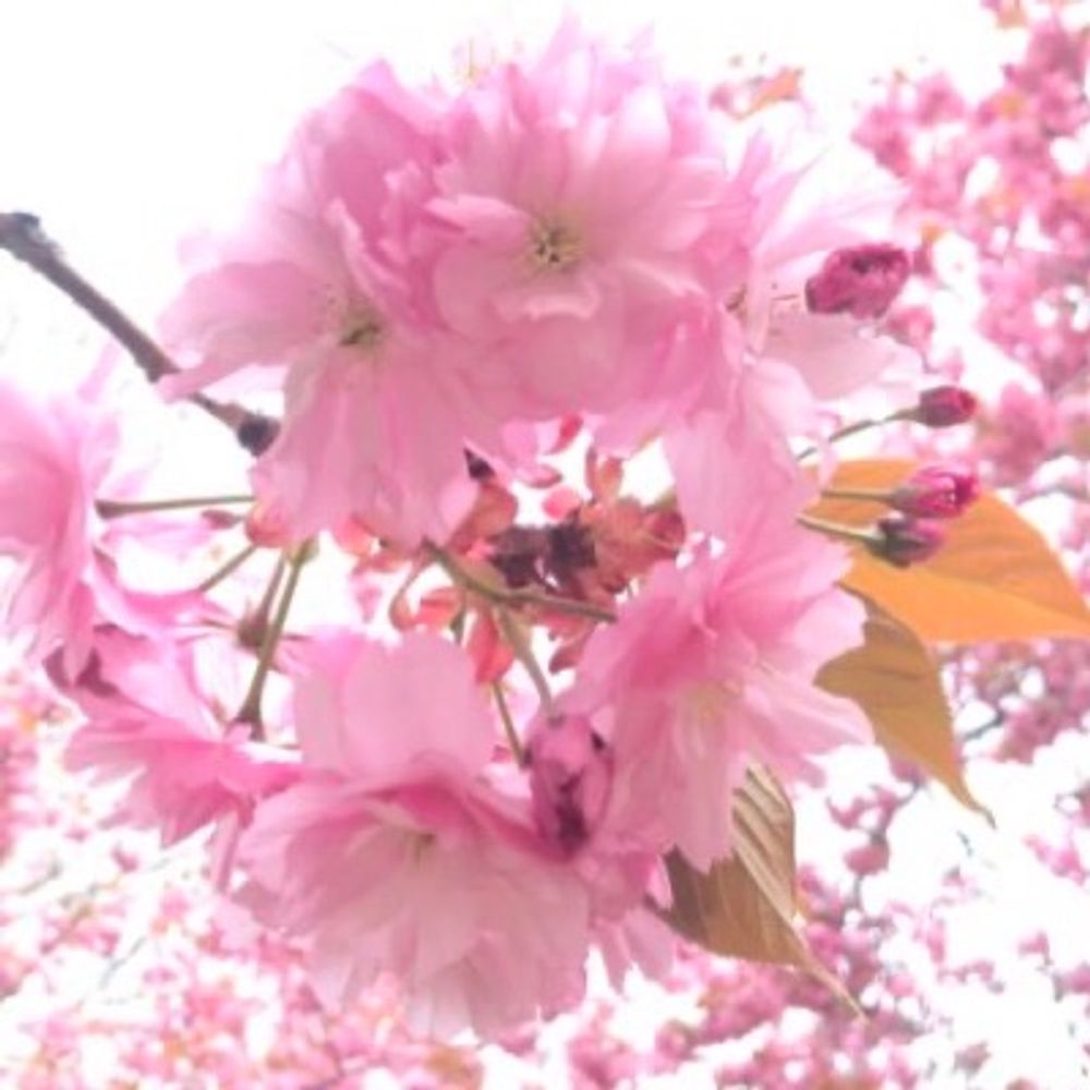 ごとゆ