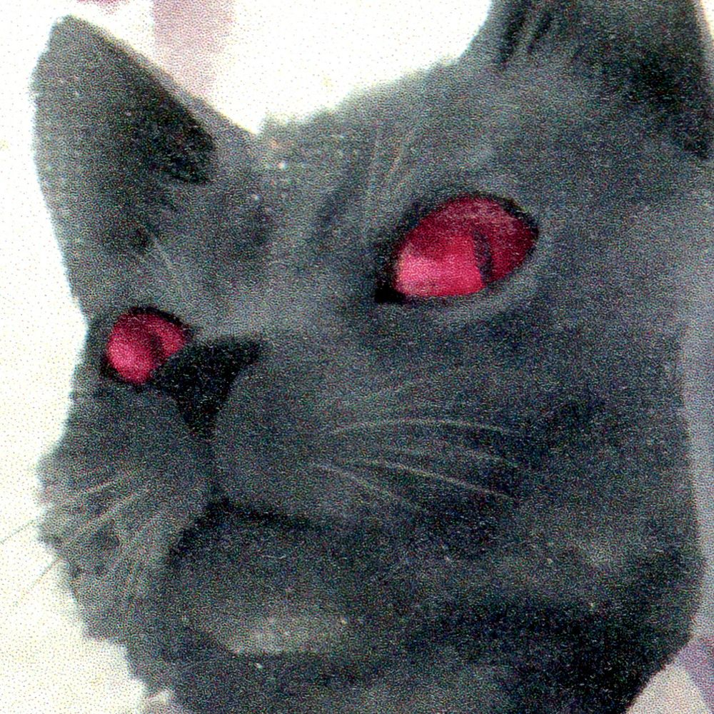 Eirikr🐱🤴🐸