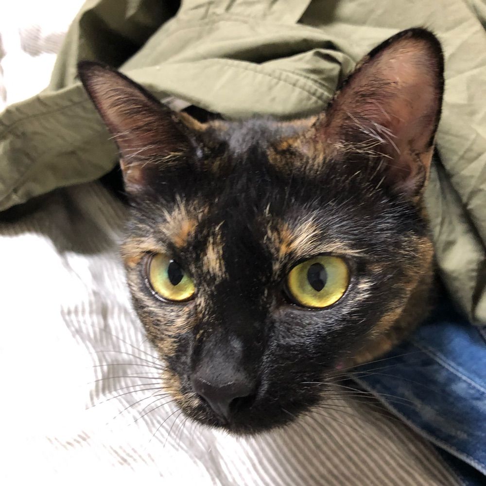 猫餃子