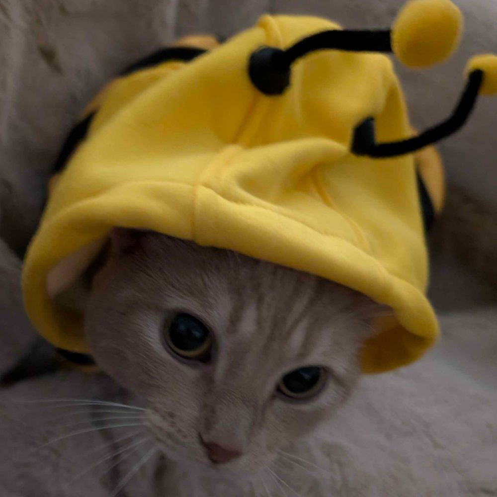 猫好きFairy