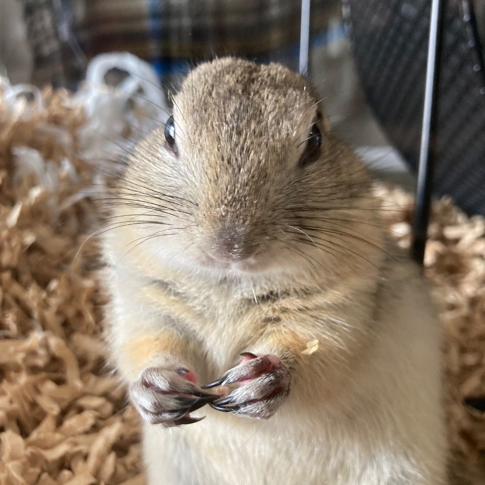 もじゃみ🐹🐿️🐿️お世話係