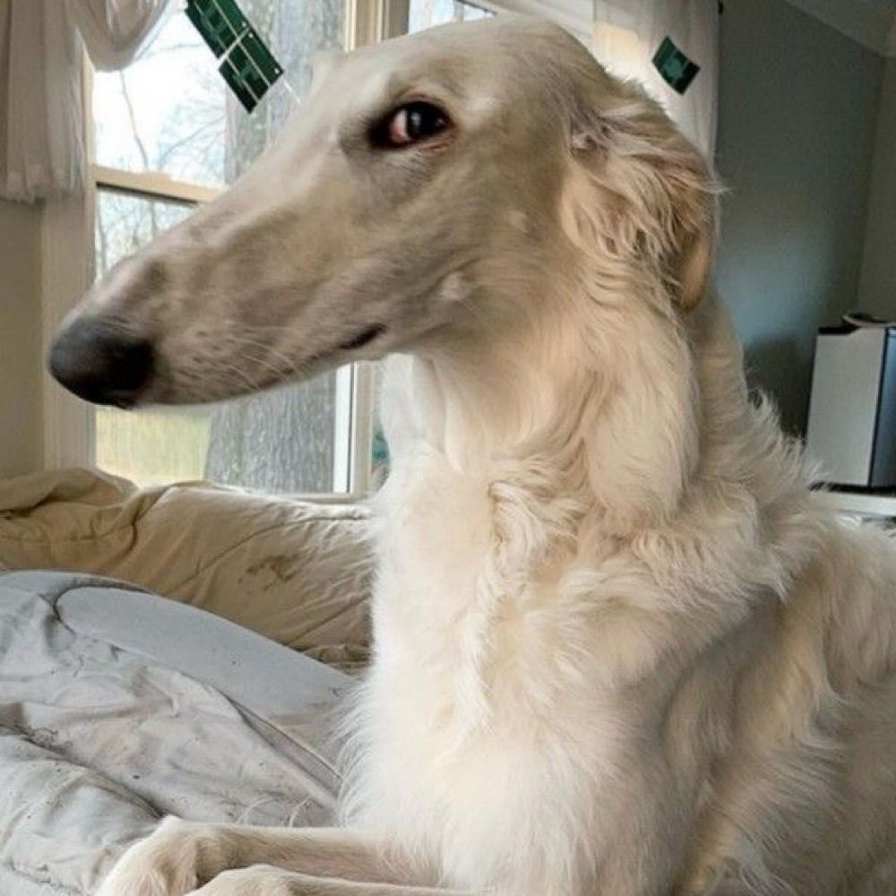 Borzoi of the day