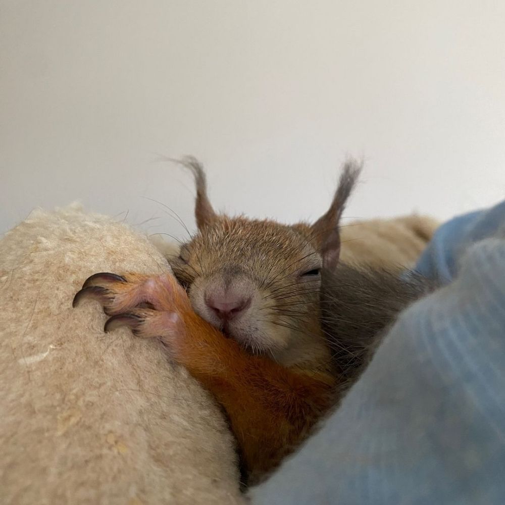 turbostaater.bsky.social