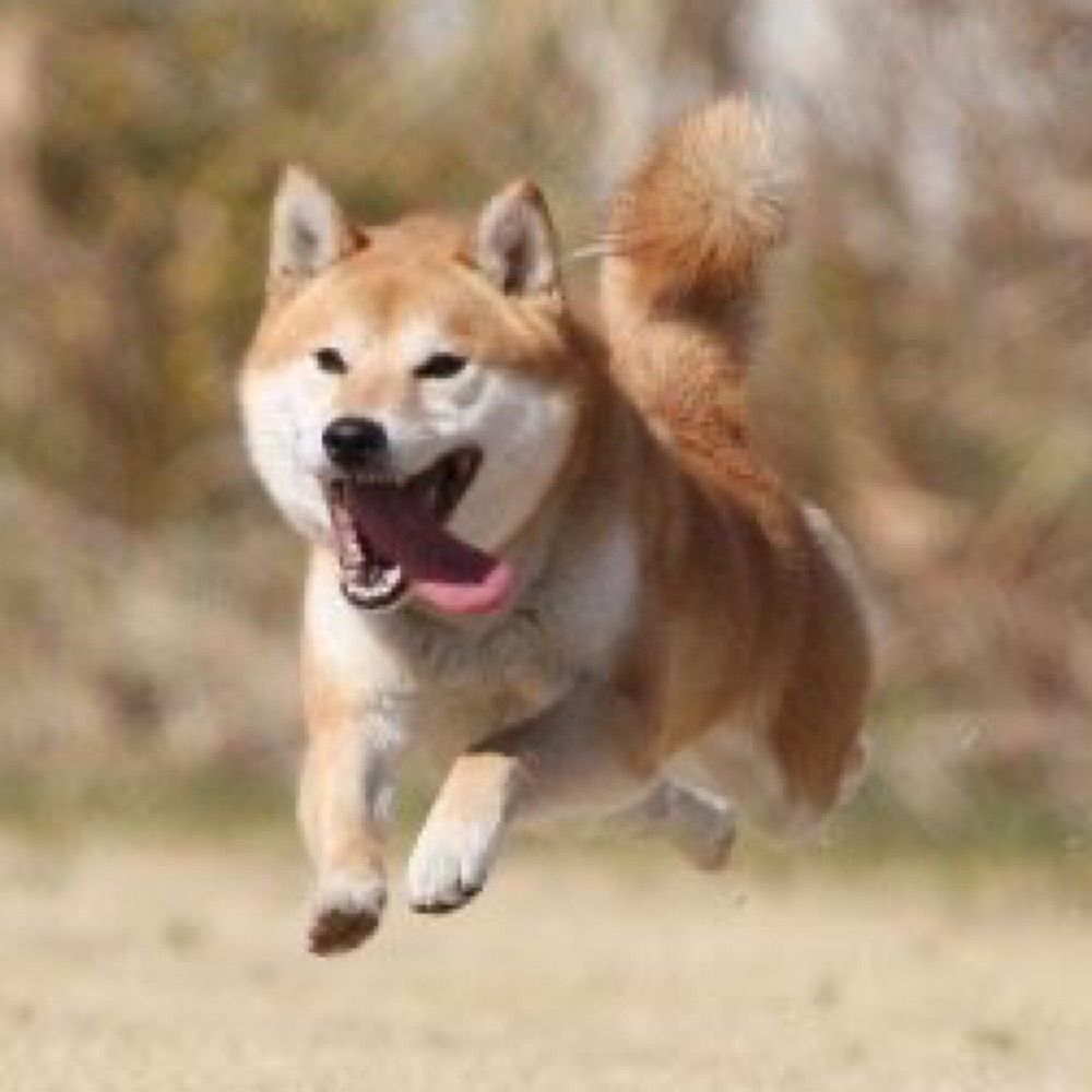 山山