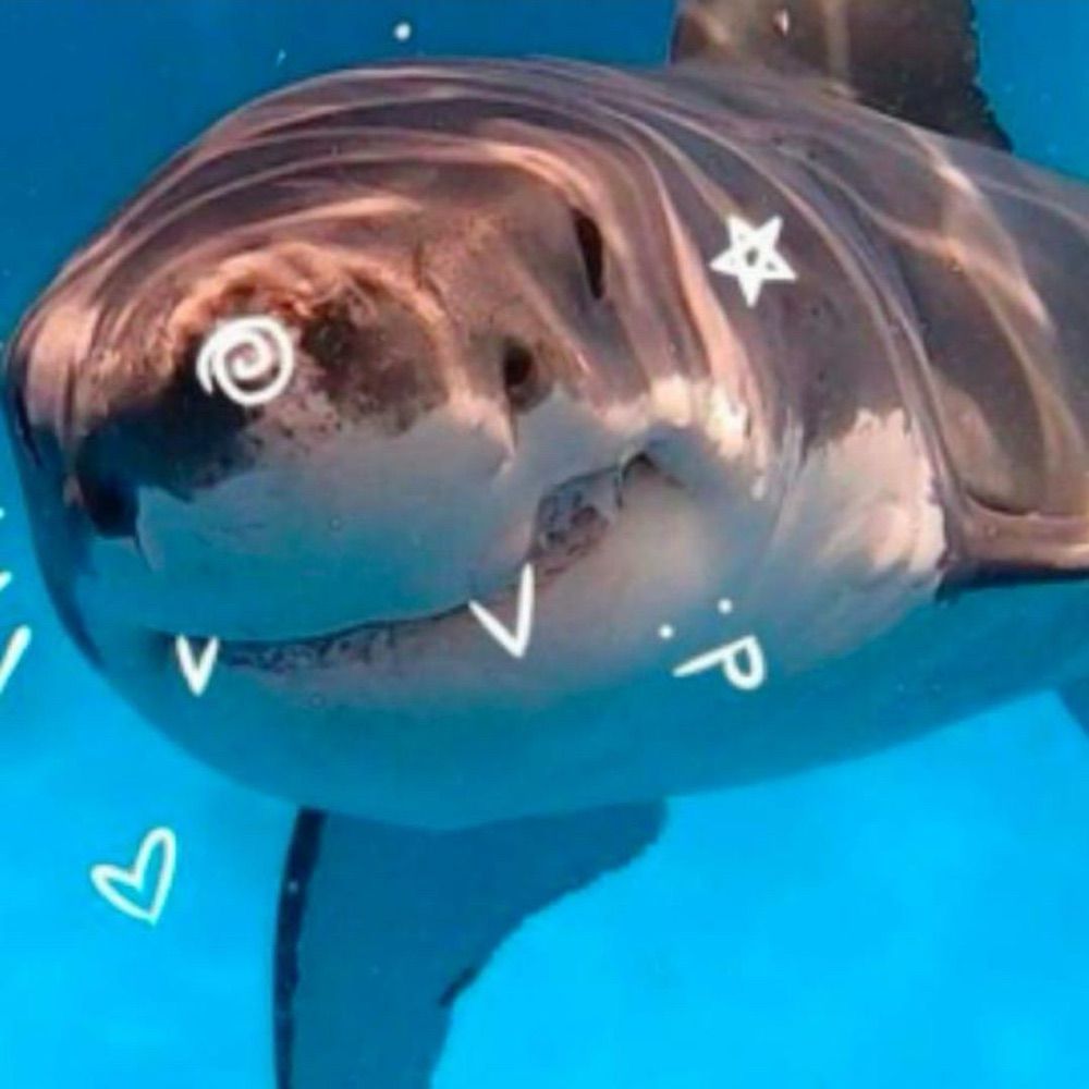 DigitalSharkies