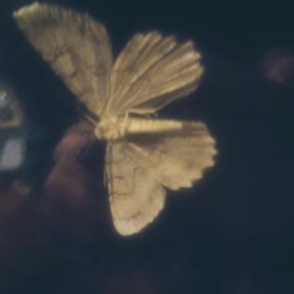 actuallymothman.bsky.social