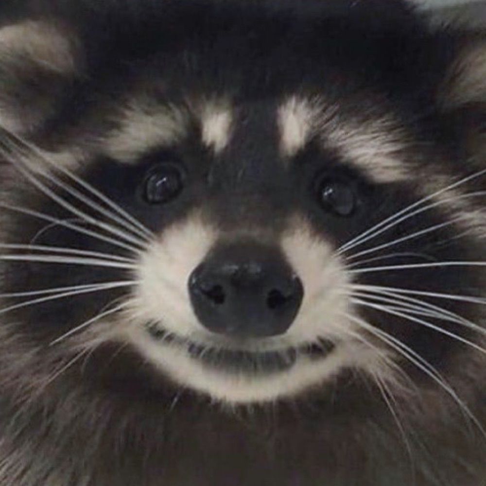 Sweet Raccoons ❤️🦝