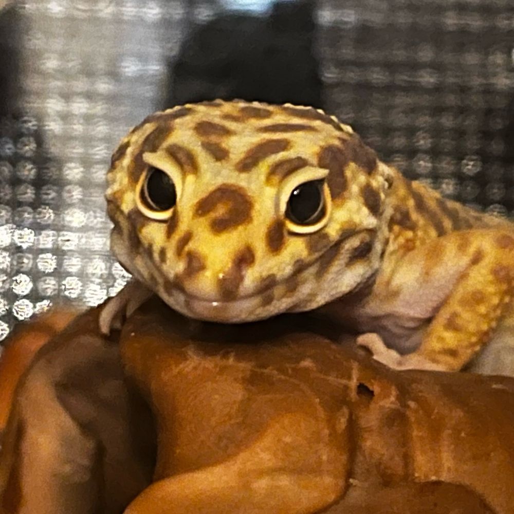 エンダ