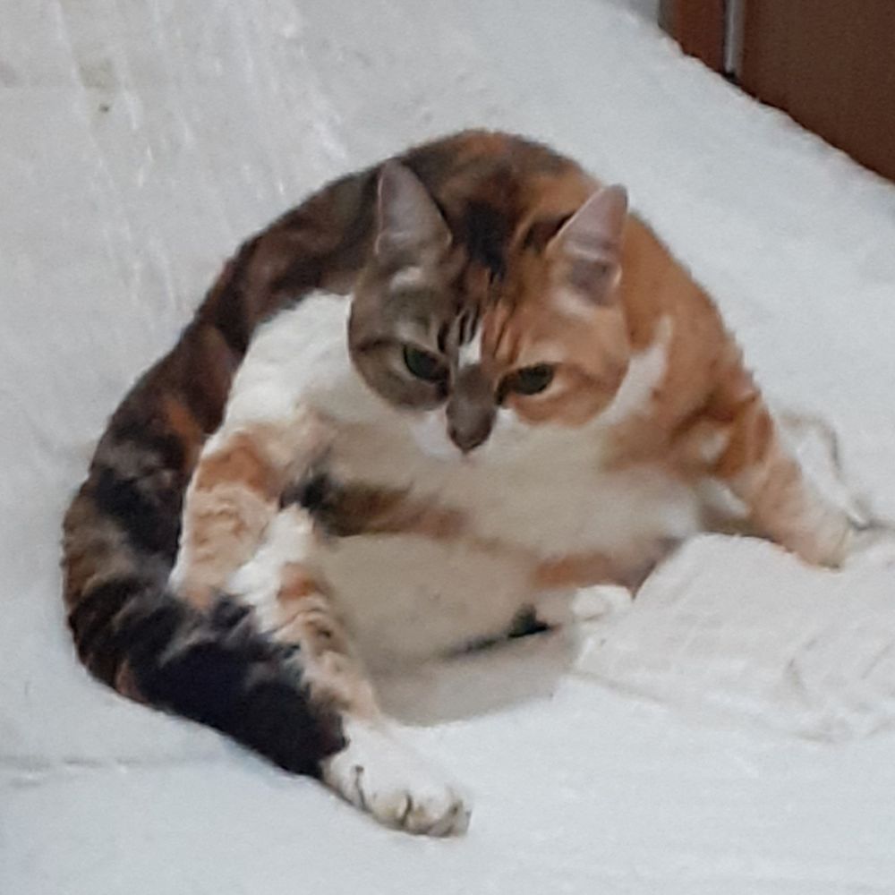 Titi