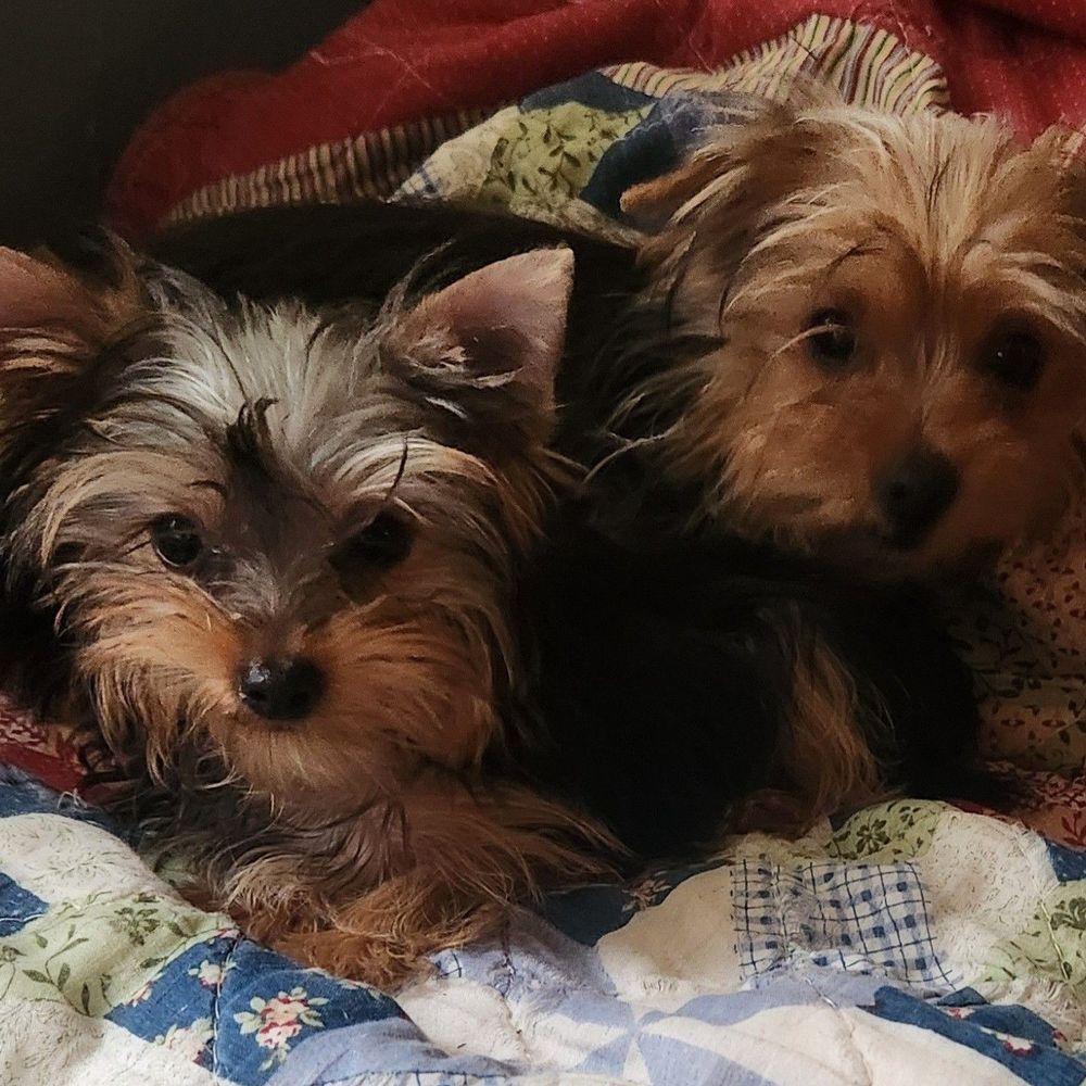 Daisy & Suzy