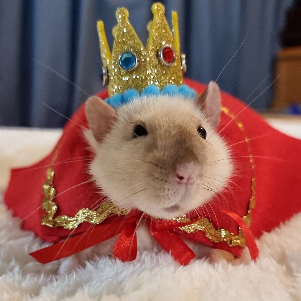 Rat King