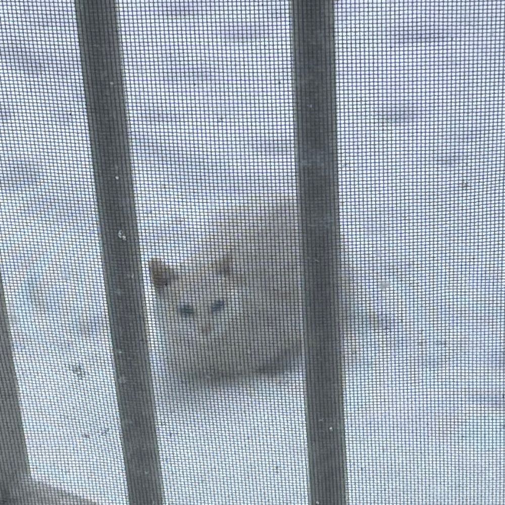 덩크
