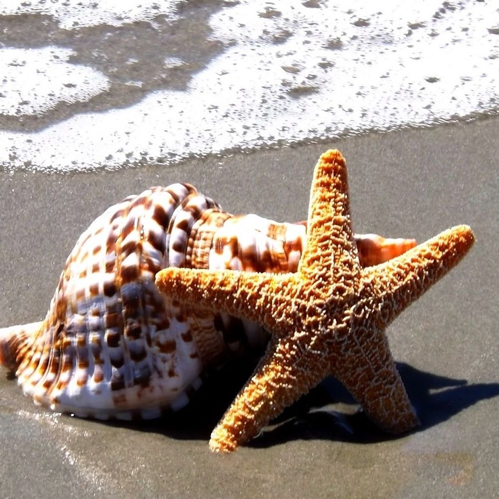The Starfish Brigade