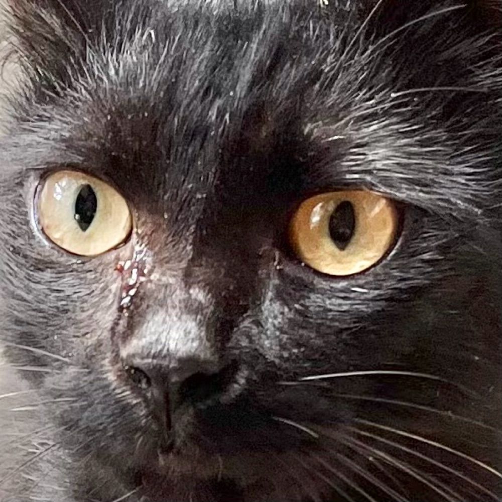 猫の下僕🐈‍⬛らいにゃ