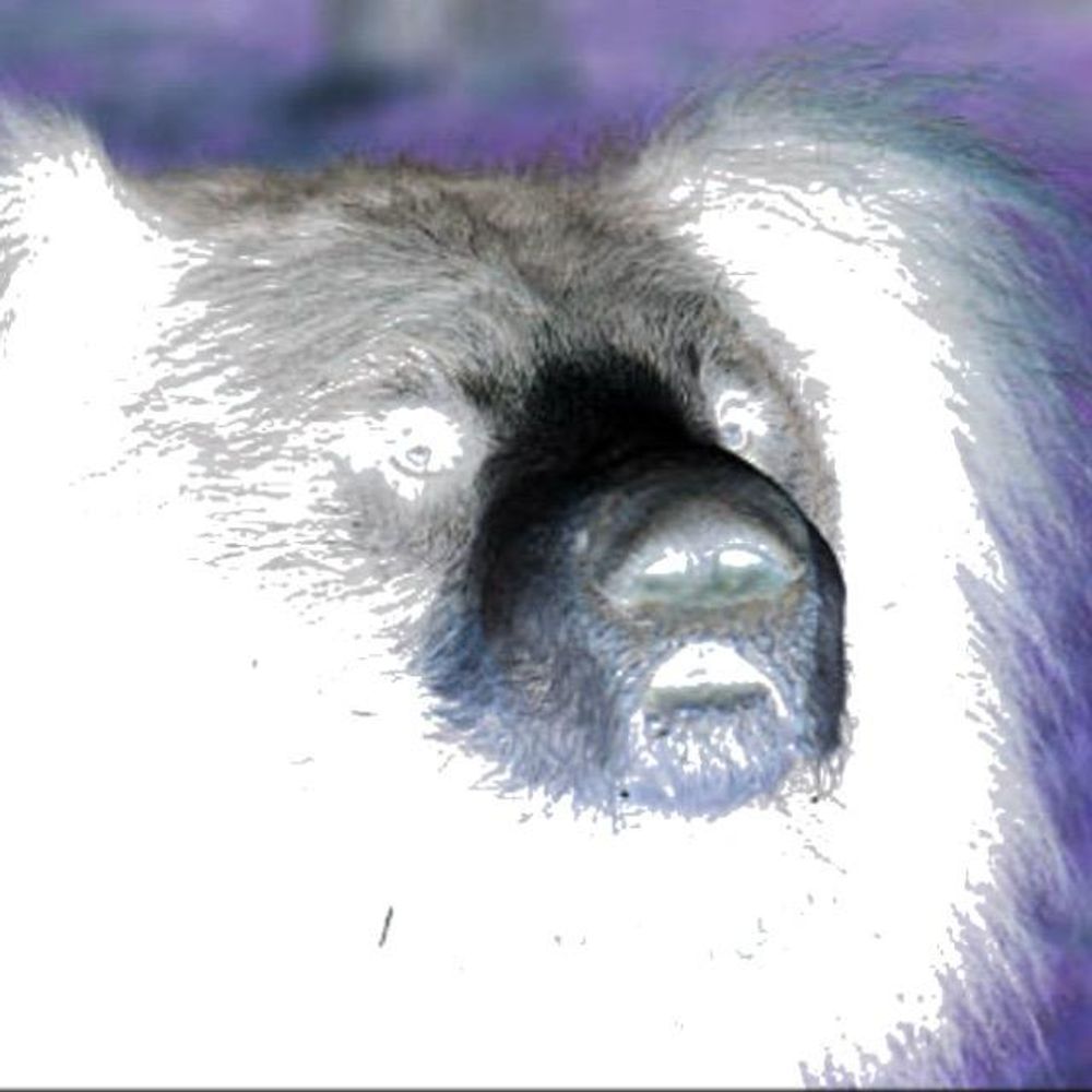 Slothit
