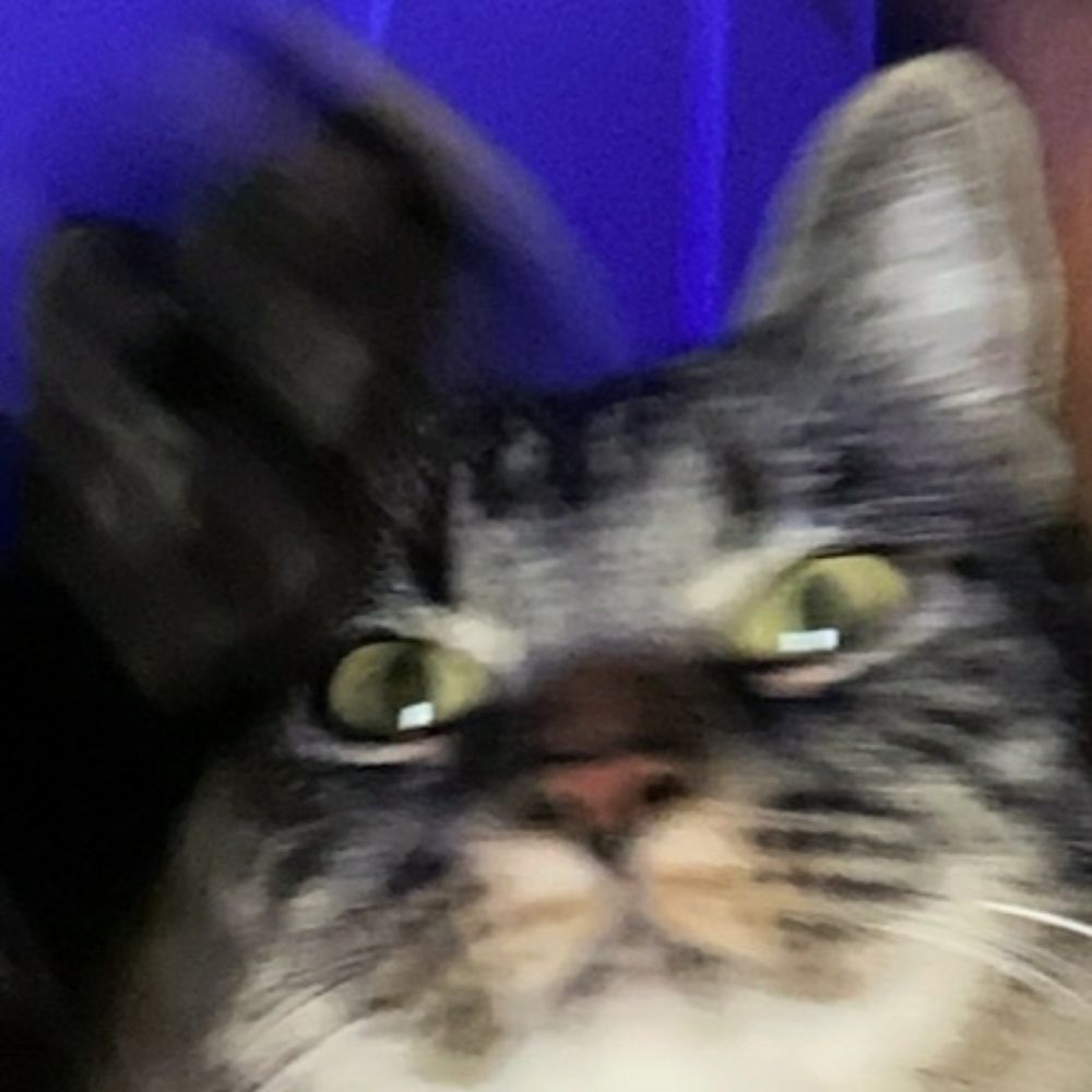Catto