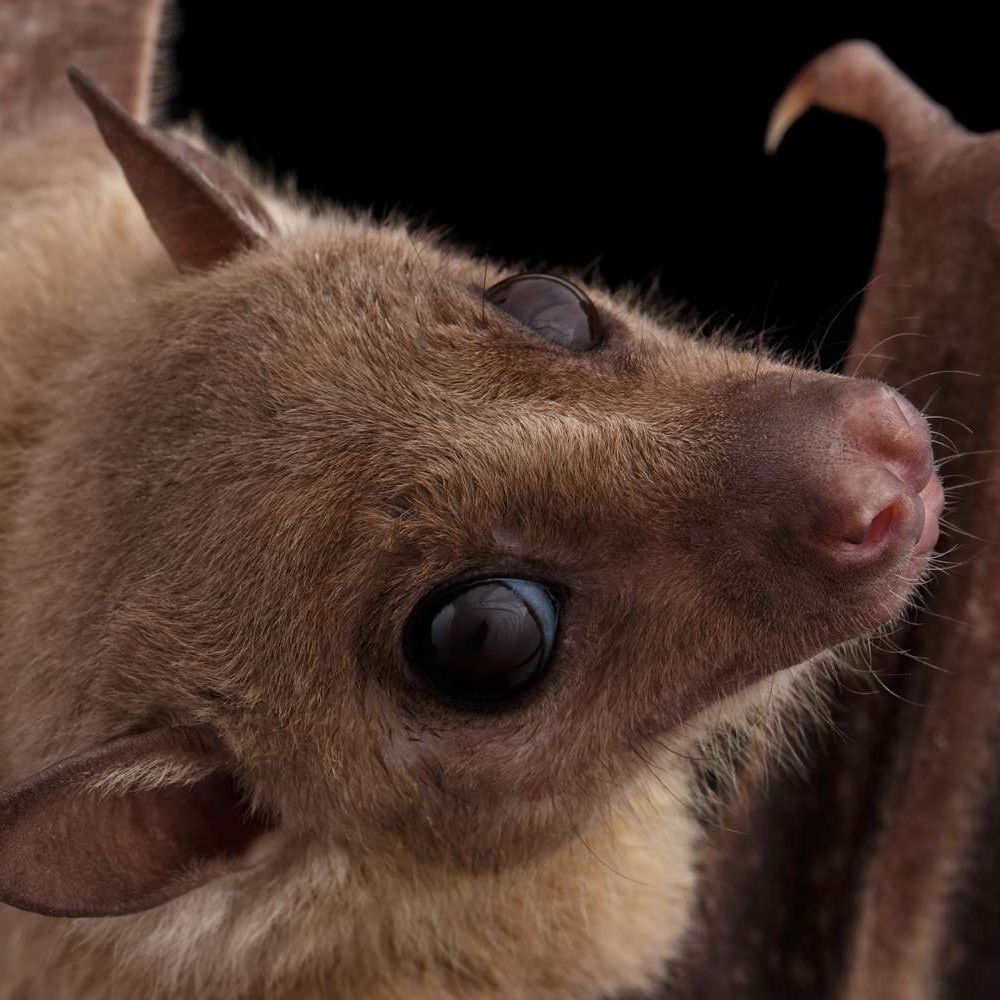 Alice the Bat
