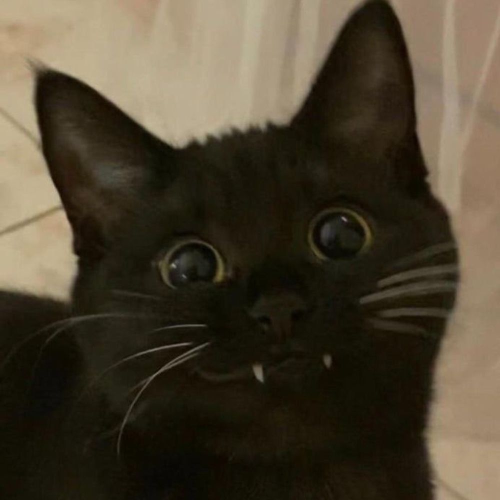 Daily Cats