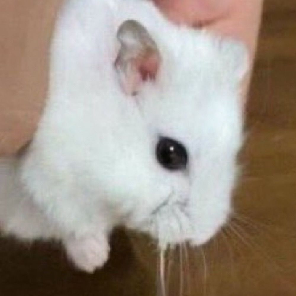 슾햄