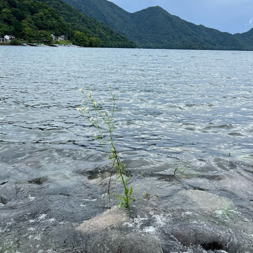 桃李