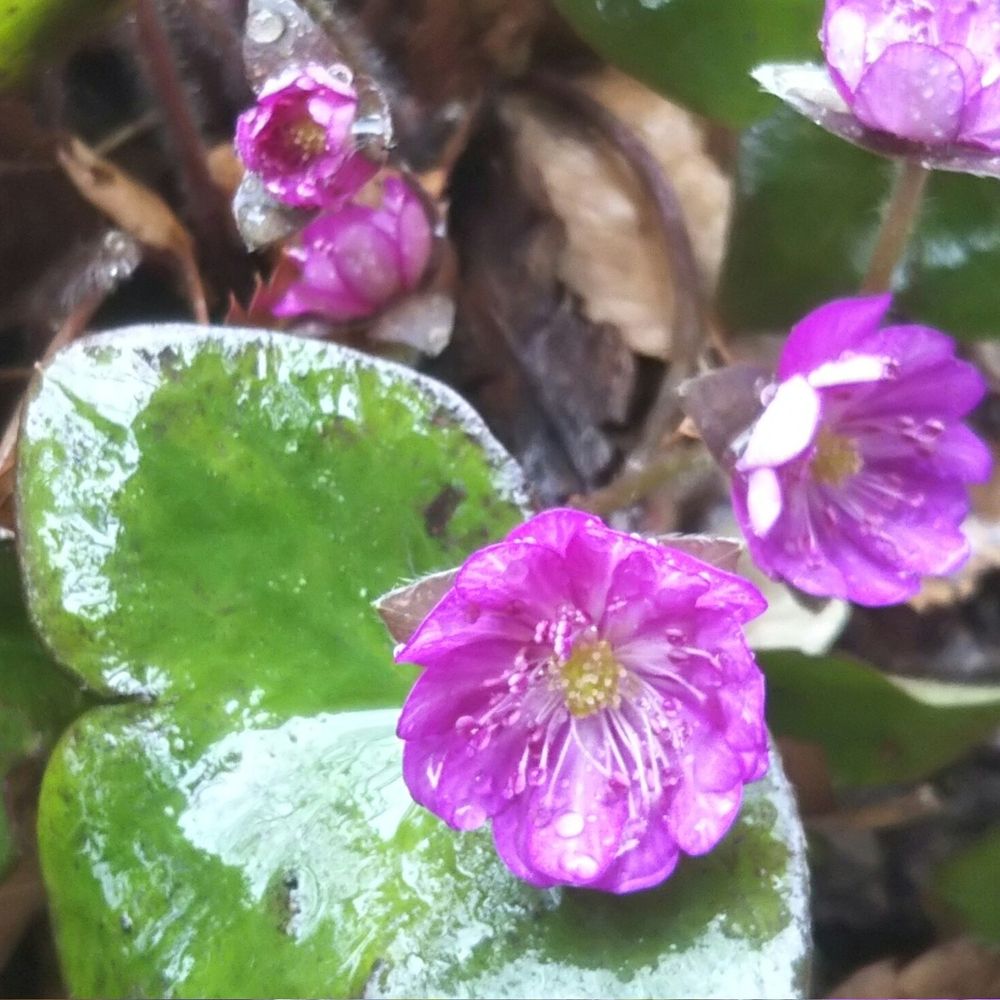 三角草