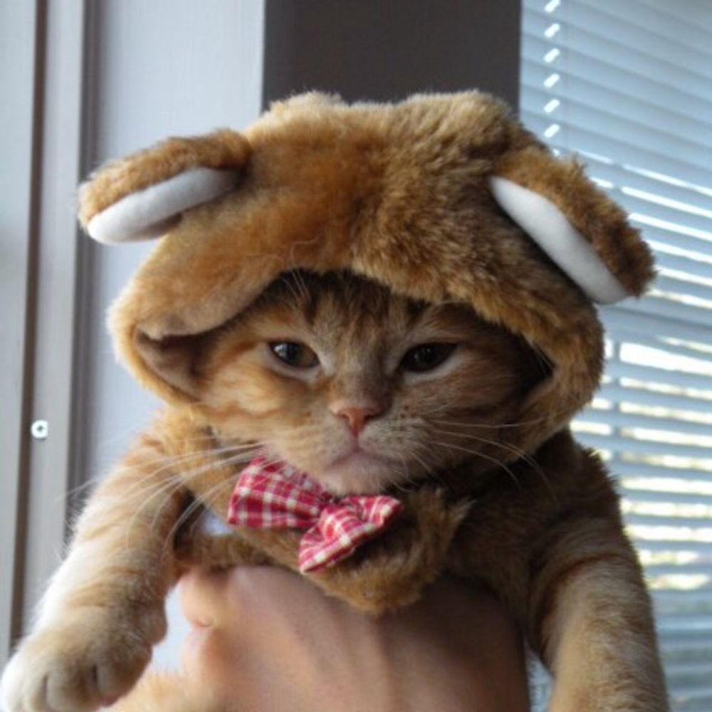 serge-54.bsky.social profile picture