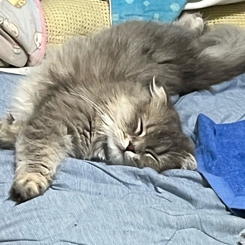 みそ