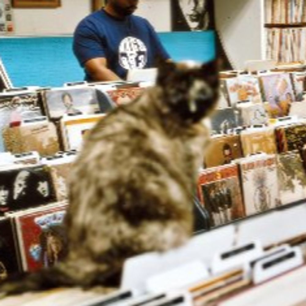 entroducing cat (jade)