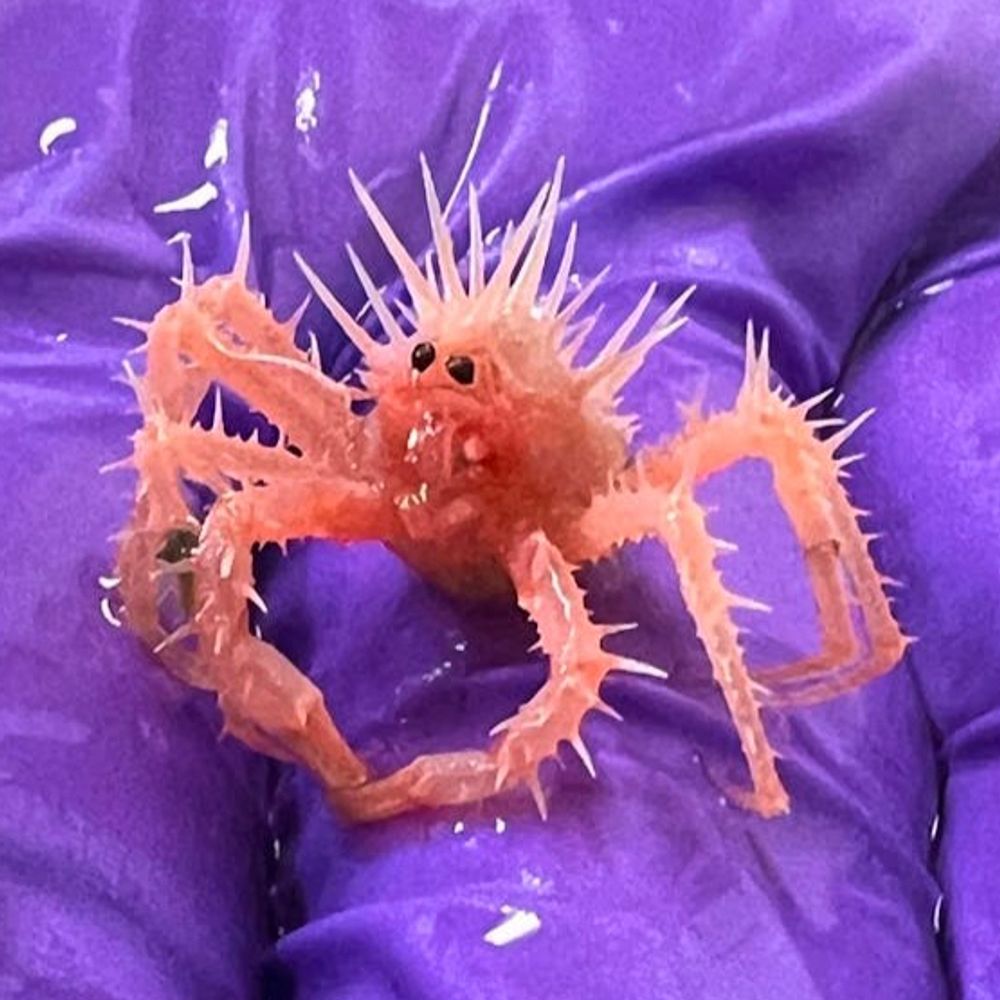 The Pink Crustacean