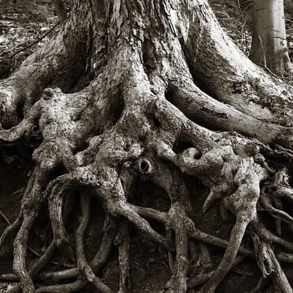Juniper Root