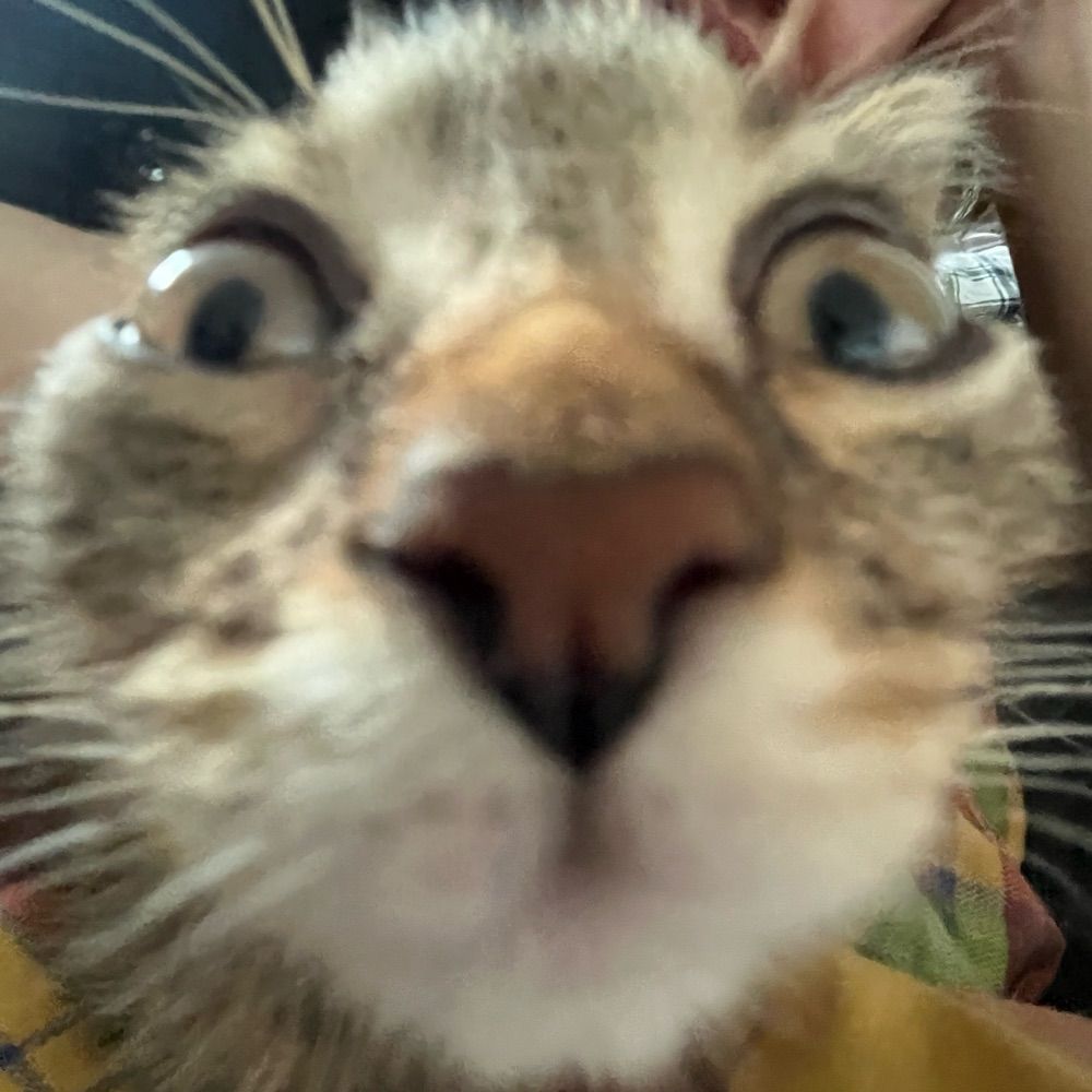 milo 🦦🫐