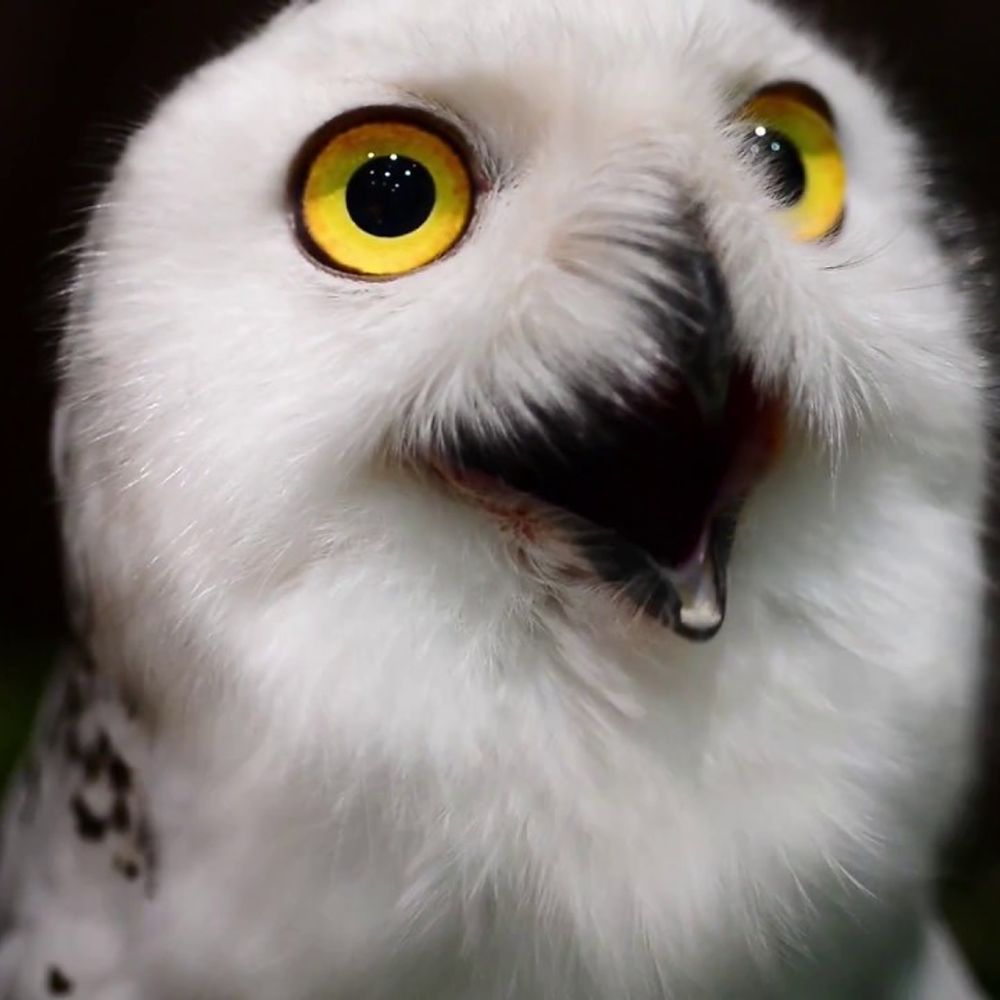 Snowy Owl Fanpage